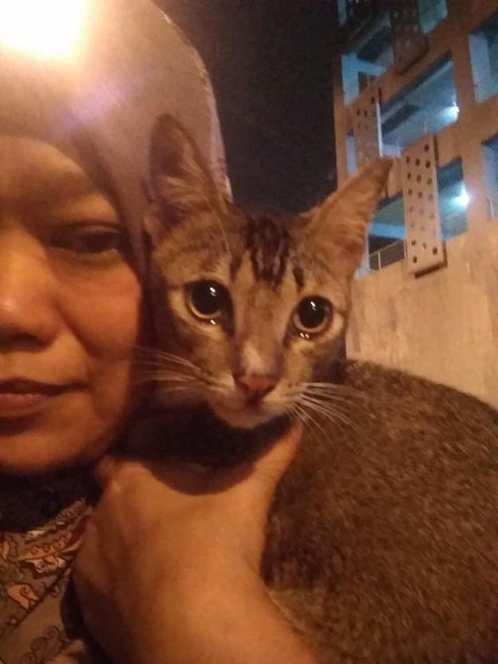 Subhanallah, Kucing Jalanan Menangis Saat Diberi Makan Oleh Manusia