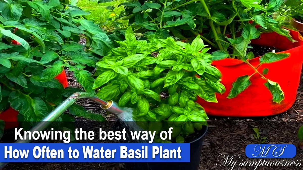 Knowing the best way of How Often to Water Basil Plant