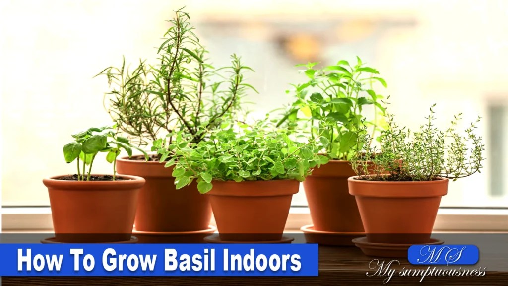 Knowing the best way of How Often to Water Basil Plant