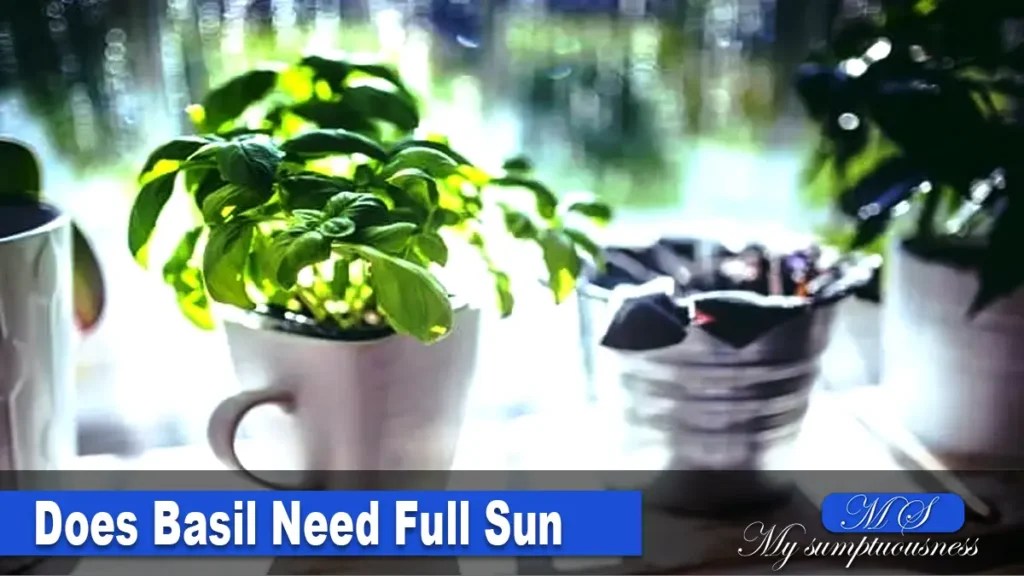 Knowing the best way of How Often to Water Basil Plant