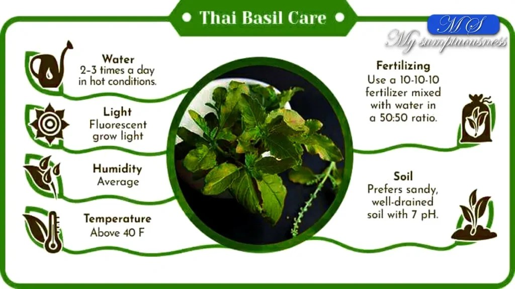 Knowing the best way of How Often to Water Basil Plant