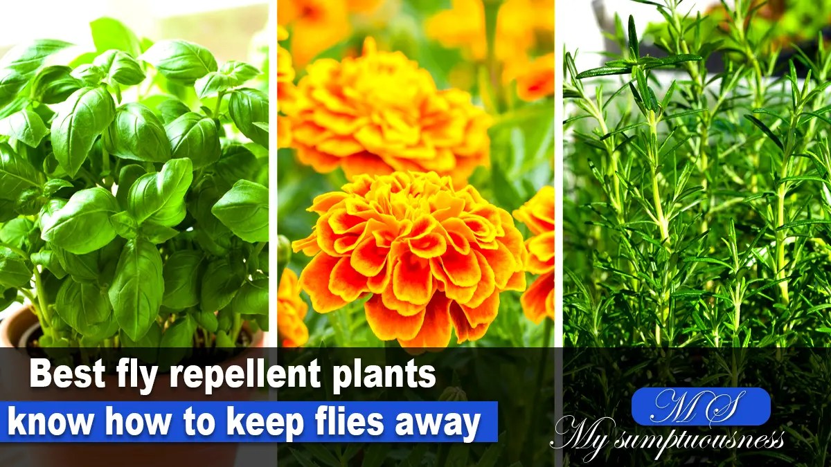Best fly repellent plants know how to keep flies away
