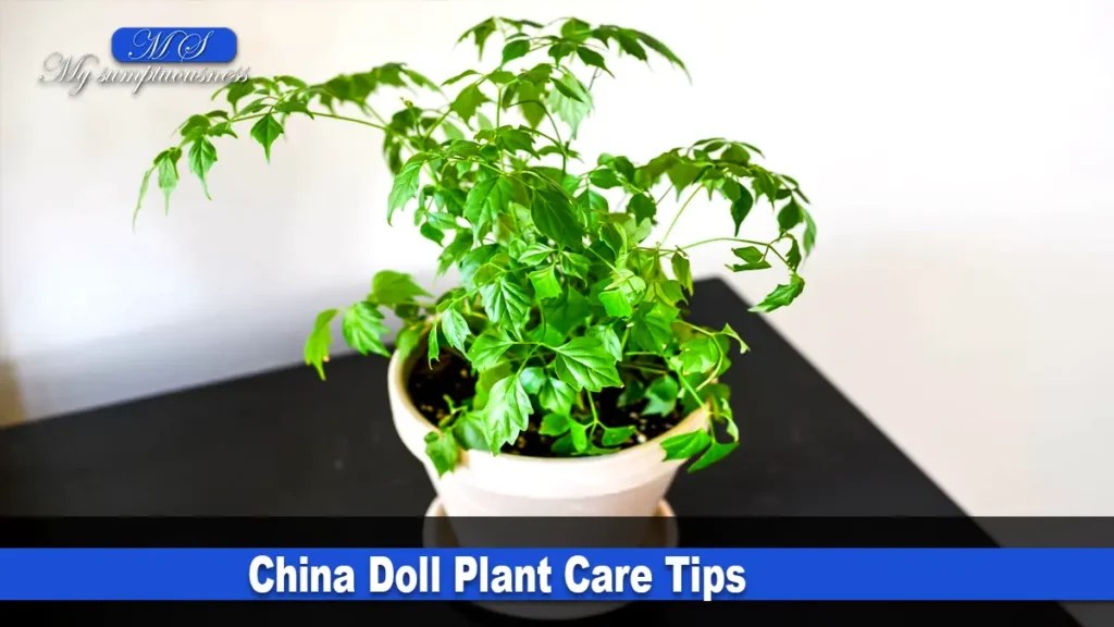 Ultimate Guide to Care for China Doll Plant