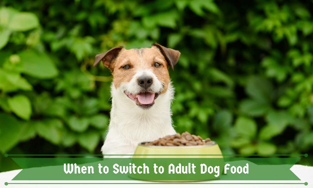 When To Switch From Puppy To Adult Dog Food