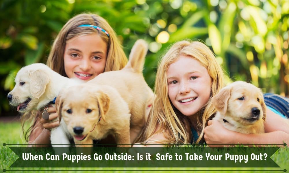 When Can Puppies Go Outside Is it Safe to Take Your Puppy Out?