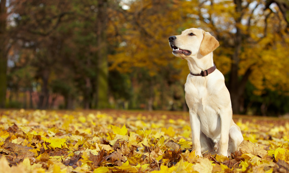 Healthiest Large Dog Breeds 10 Dogs With The Least Health Problems