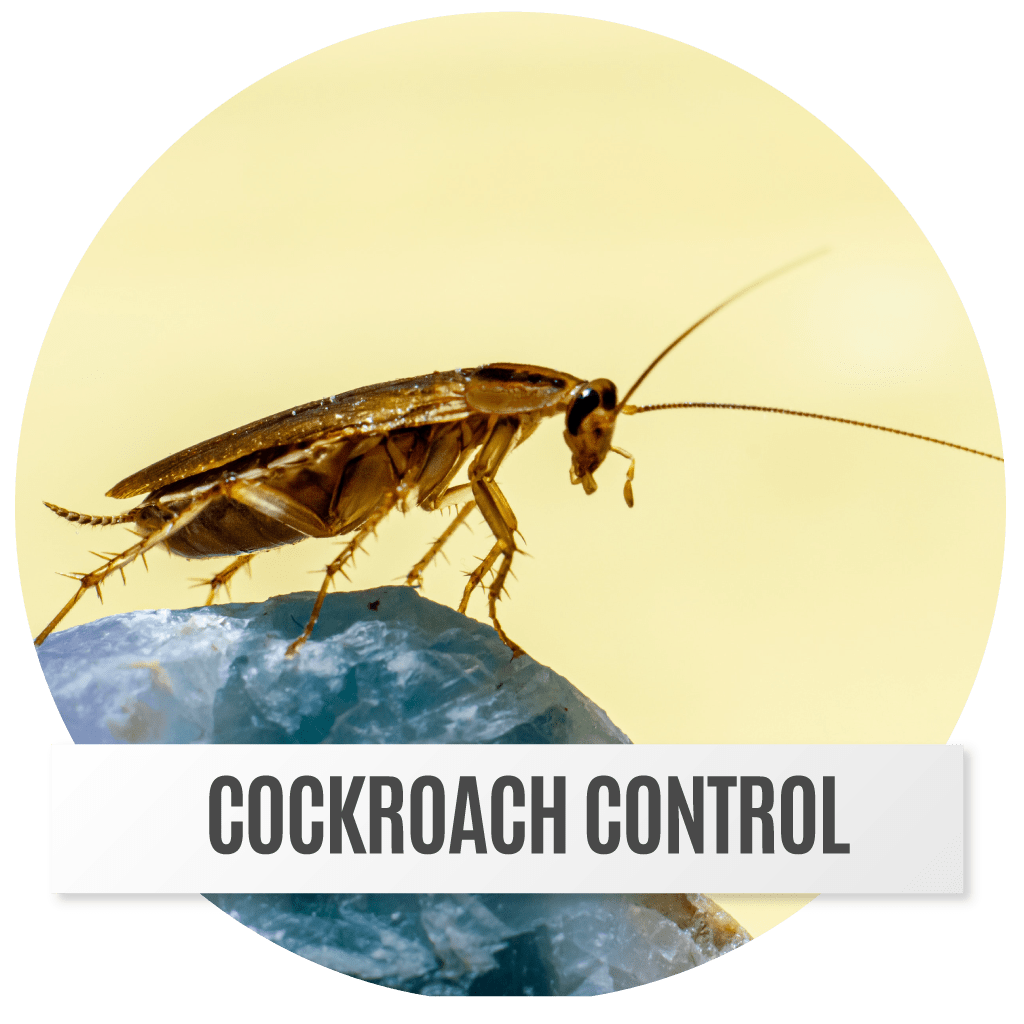 Cockroach Control My Swiftkil