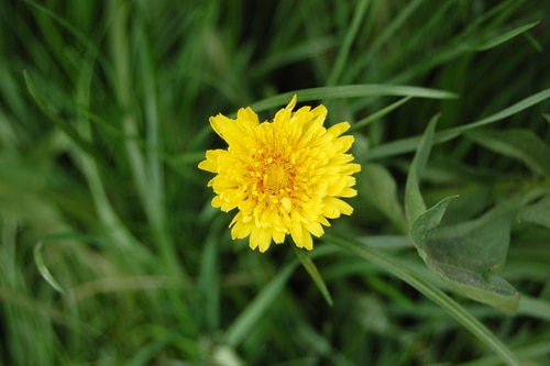 How to Treat and Control Dandelions Throughout your Colorado Landscape