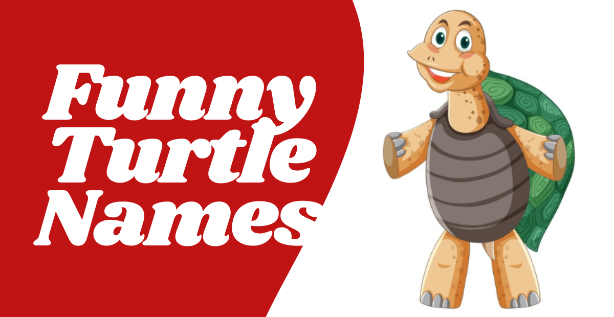 500+ Funny Turtle Names Creative Unique Cute Epic & Cool