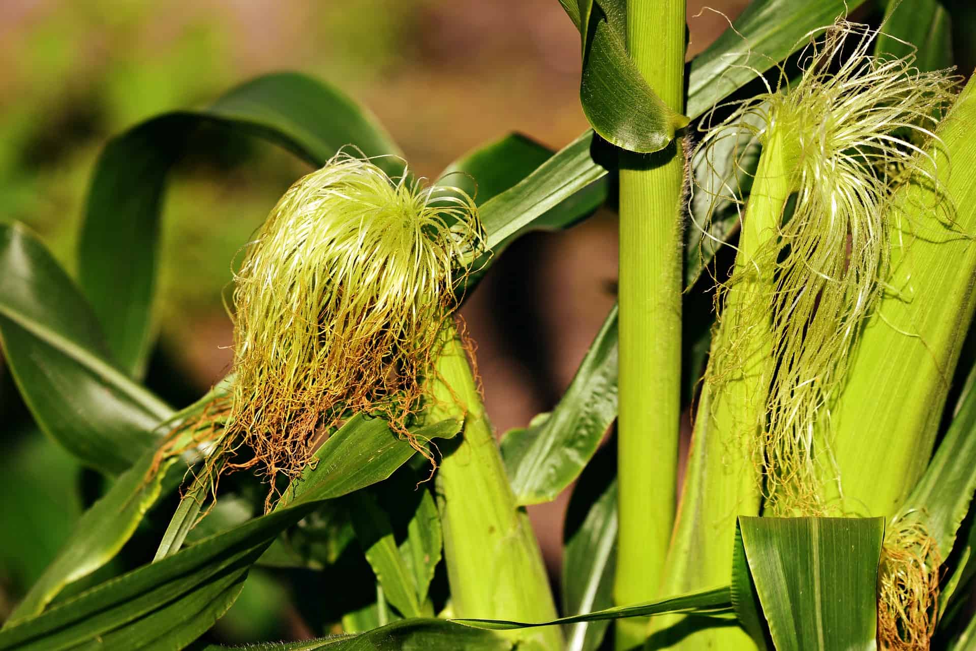 The History Benefits And How To Prepare Corn Silk Tea My