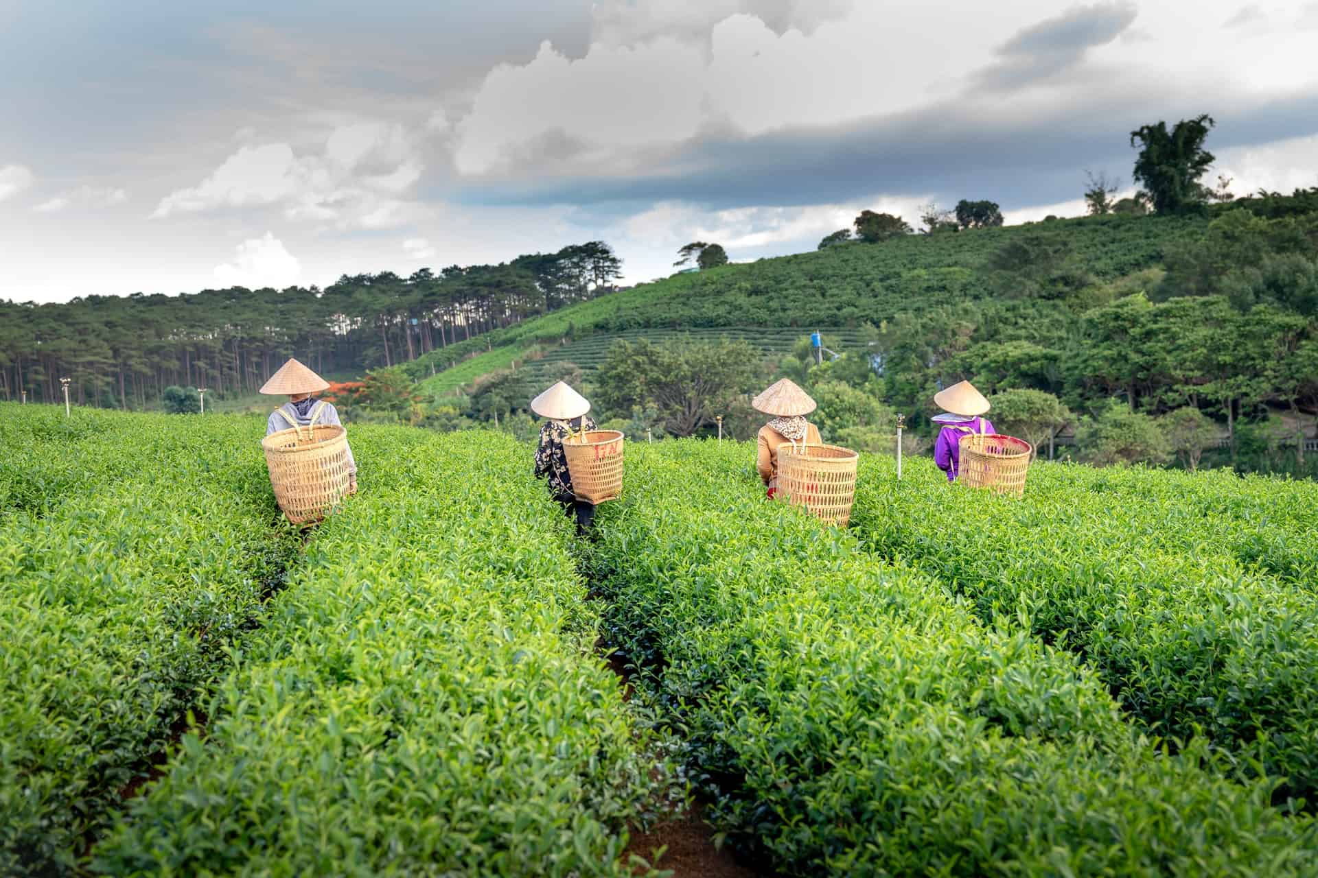 What Are The Most Popular Teas From Vietnam? My Tea Vault