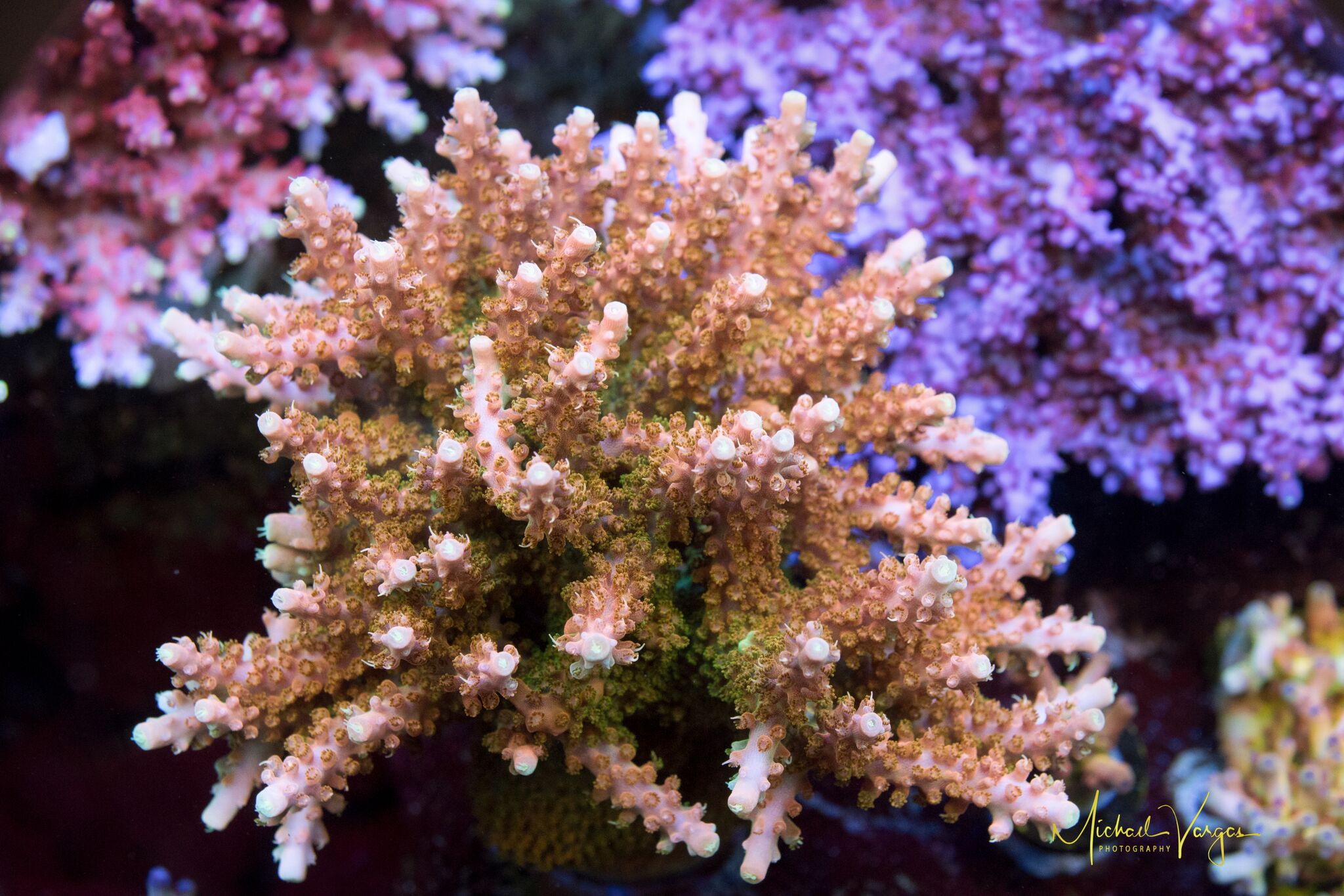 TwoGuysCoral Orange Creamsicle Mythical Corals
