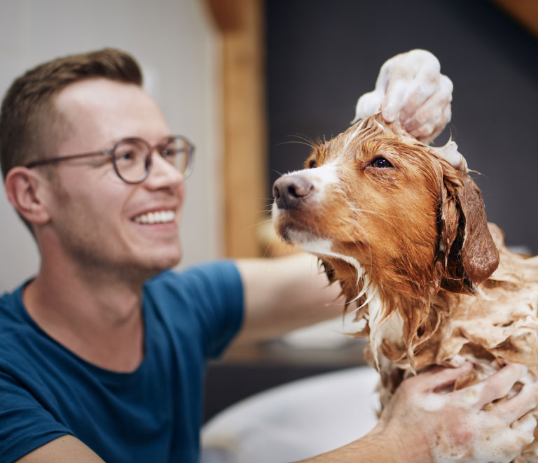 Dog Grooming l My Three Dogs Charleston Area