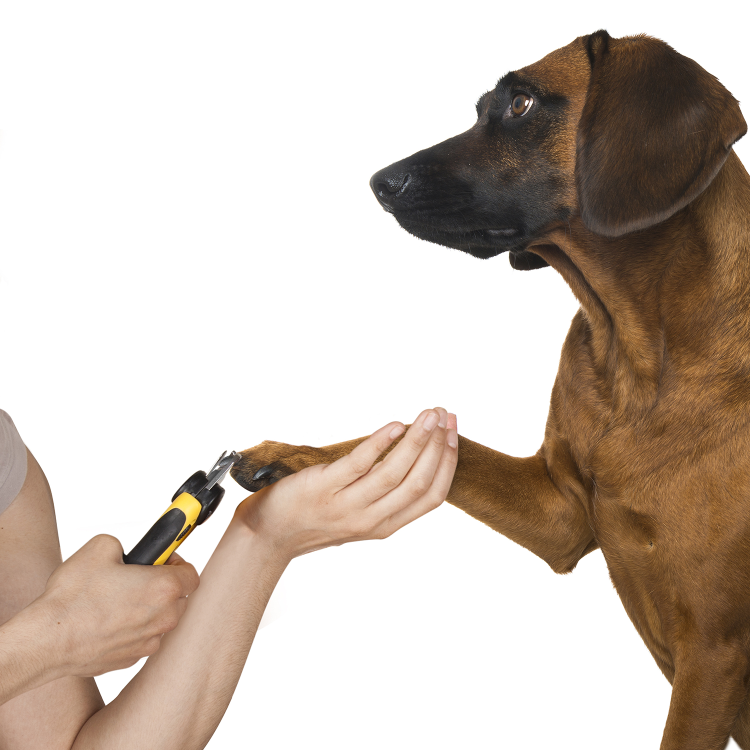 ProfessionalGrade Pet Nail Clippers Thunderpaws