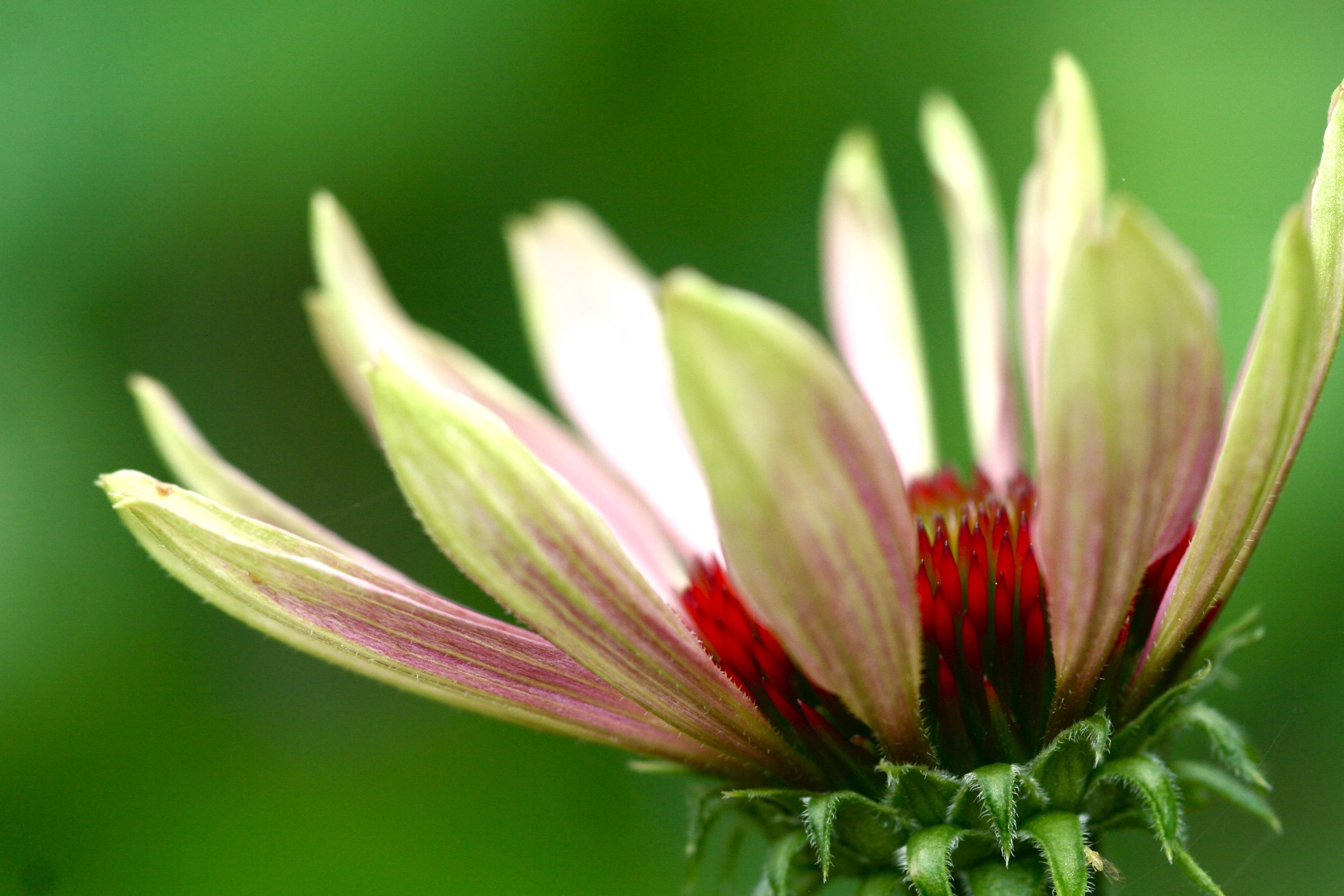 Echinacea Fab Cut Flower My Tiny Plot