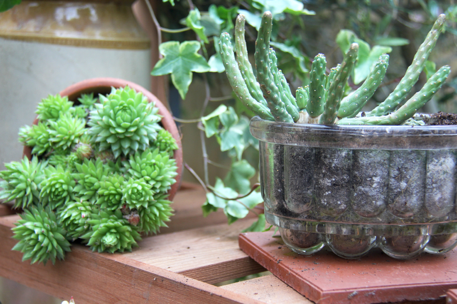 The Chelsea Greenhouses Oh! So Stylish My Tiny Plot