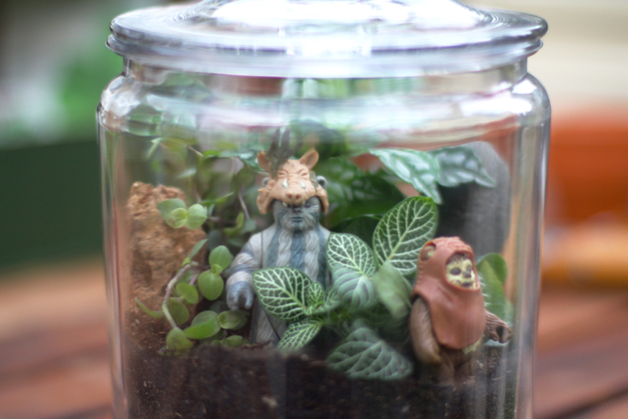 My Star Wars Ewok Garden My Tiny Plot