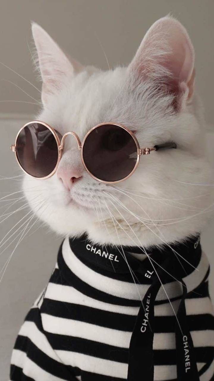 Fondos de pantalla de animales para celular. Descárgalo gratis