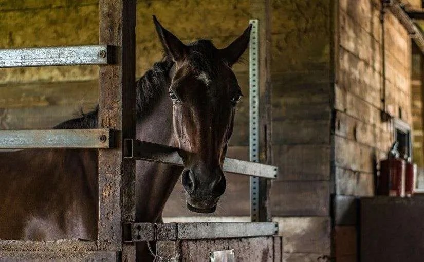 Equine Insurance Options » Commercial Insurance »