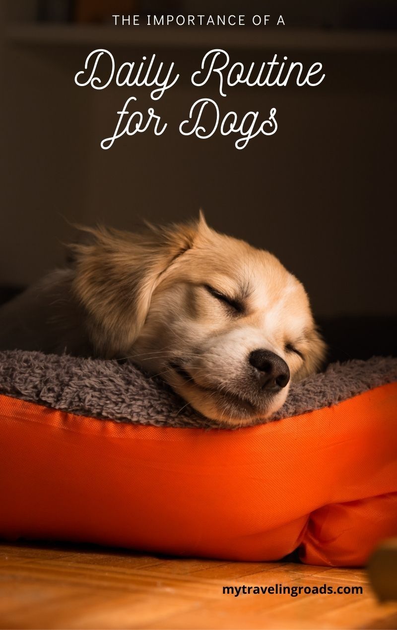 A Good Daily Routine For Dogs