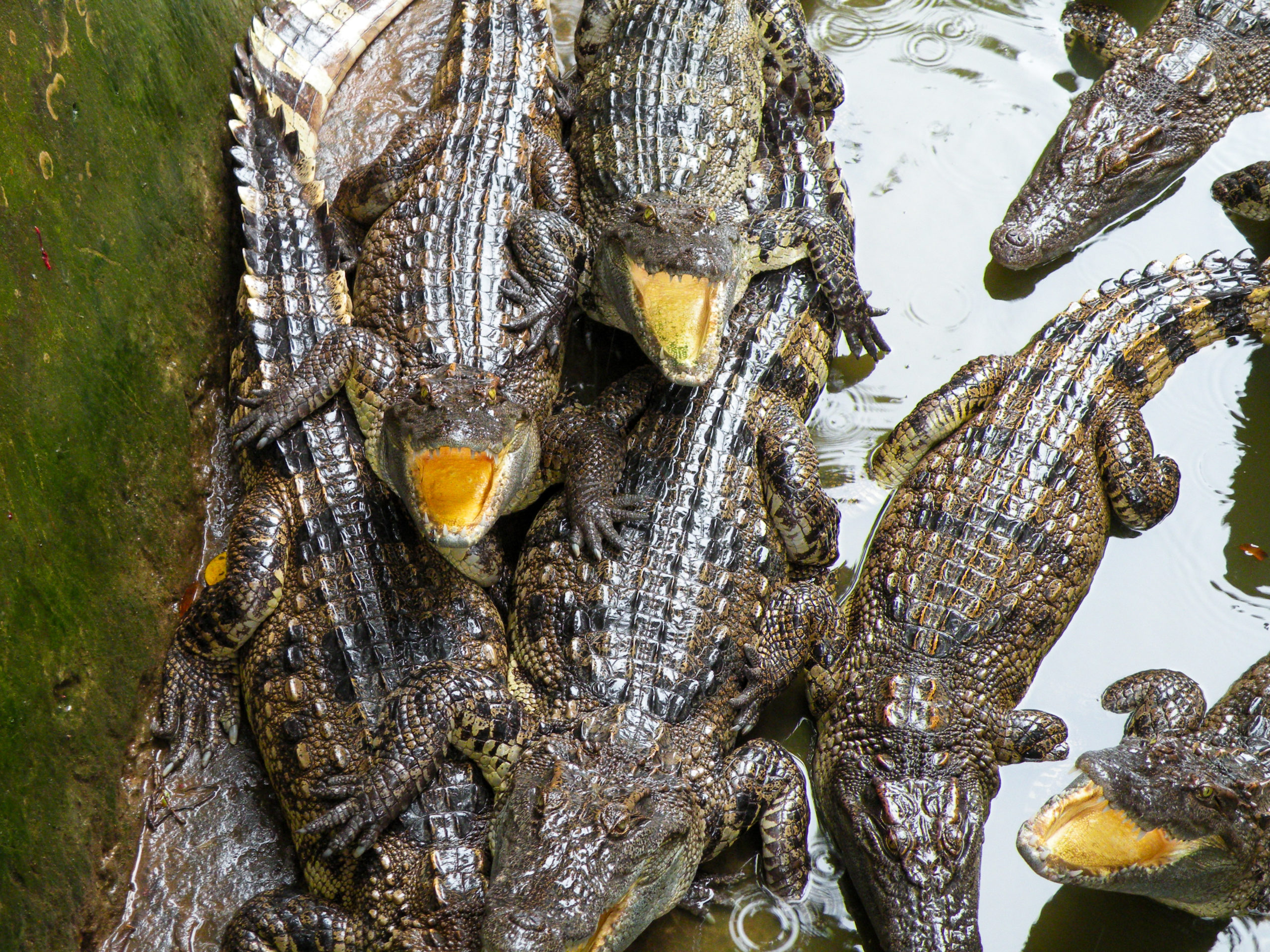 Crocodile farm