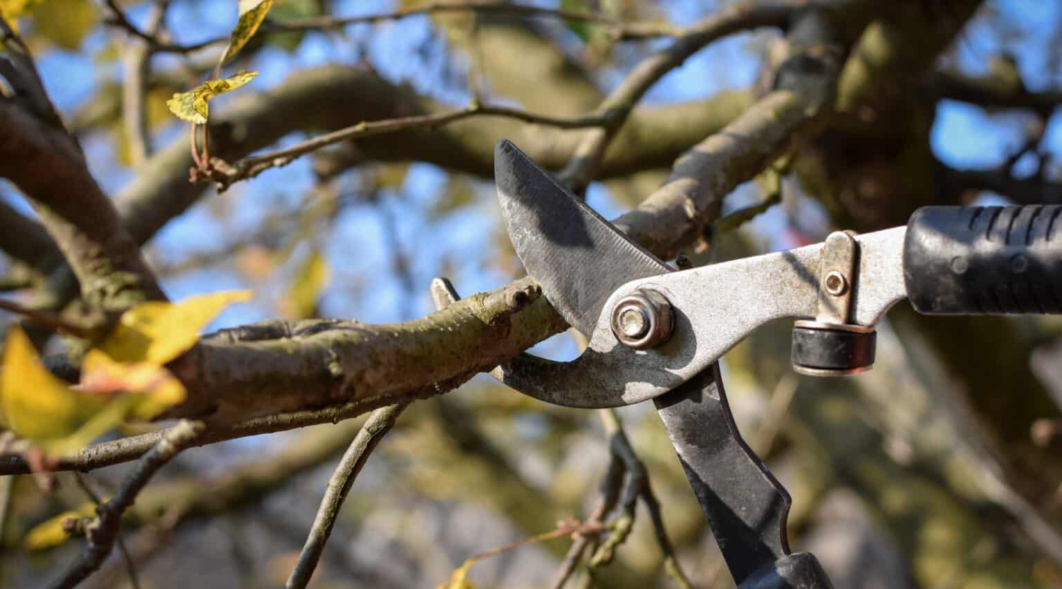 Timing is Key When to Prune Your Trees for Maximum Health My Trusted