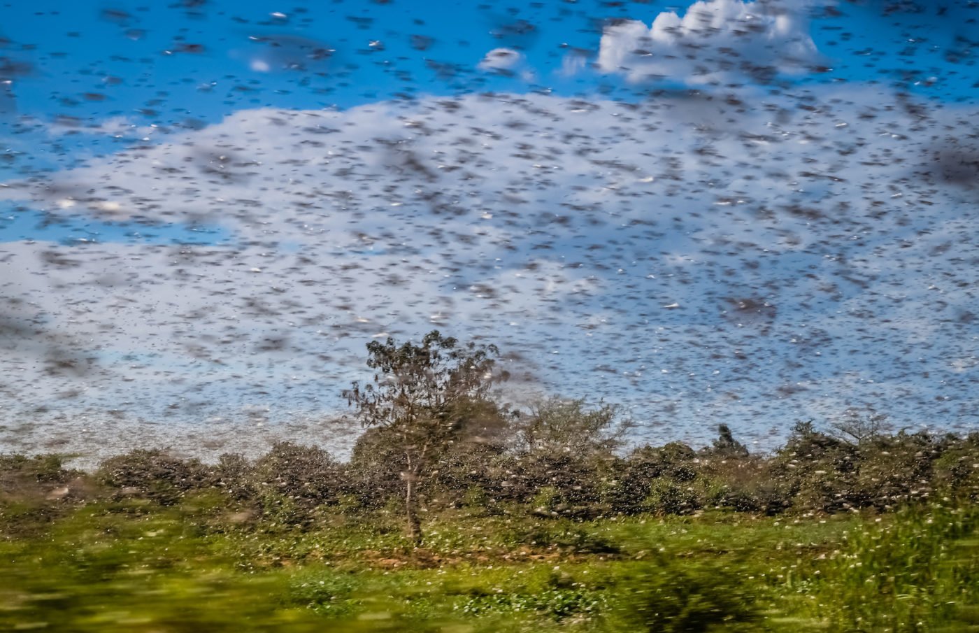 ‘This is huge’ Locust swarms in Africa are worst in decades Valley News