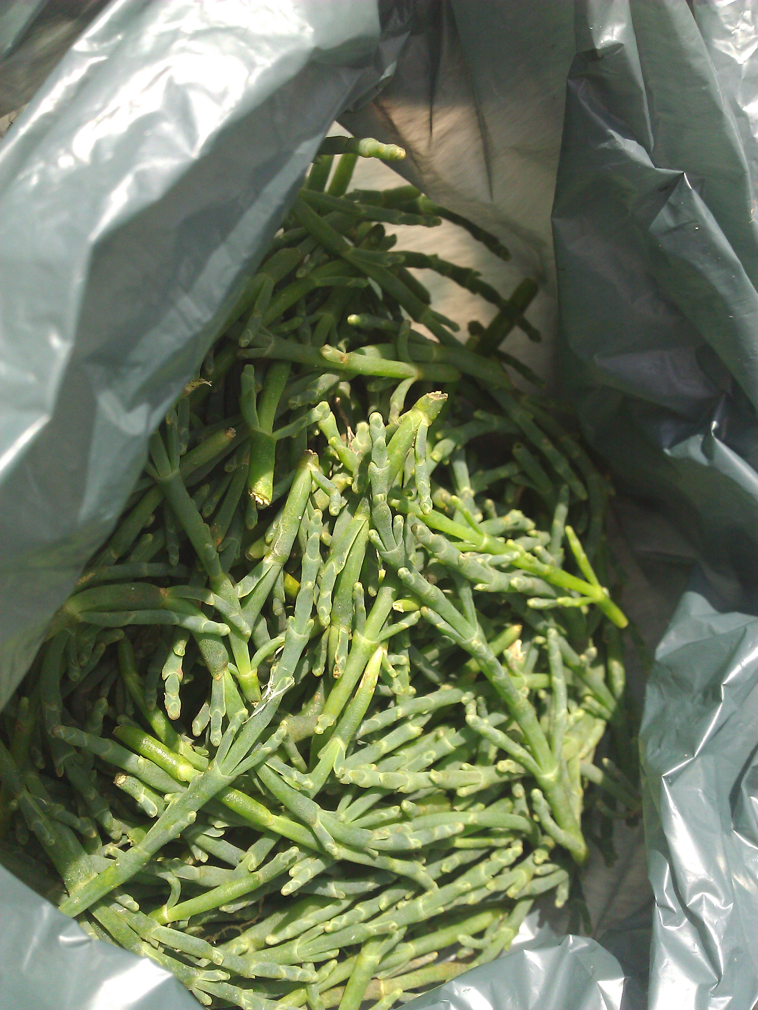 海芦笋.若不仔细看,还以为是卖汉方药材.