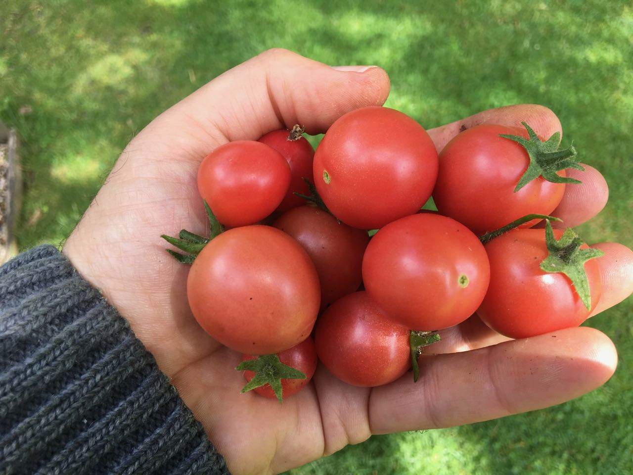 Tomato Garden Pearl (Gartenperle) MyVegPatch
