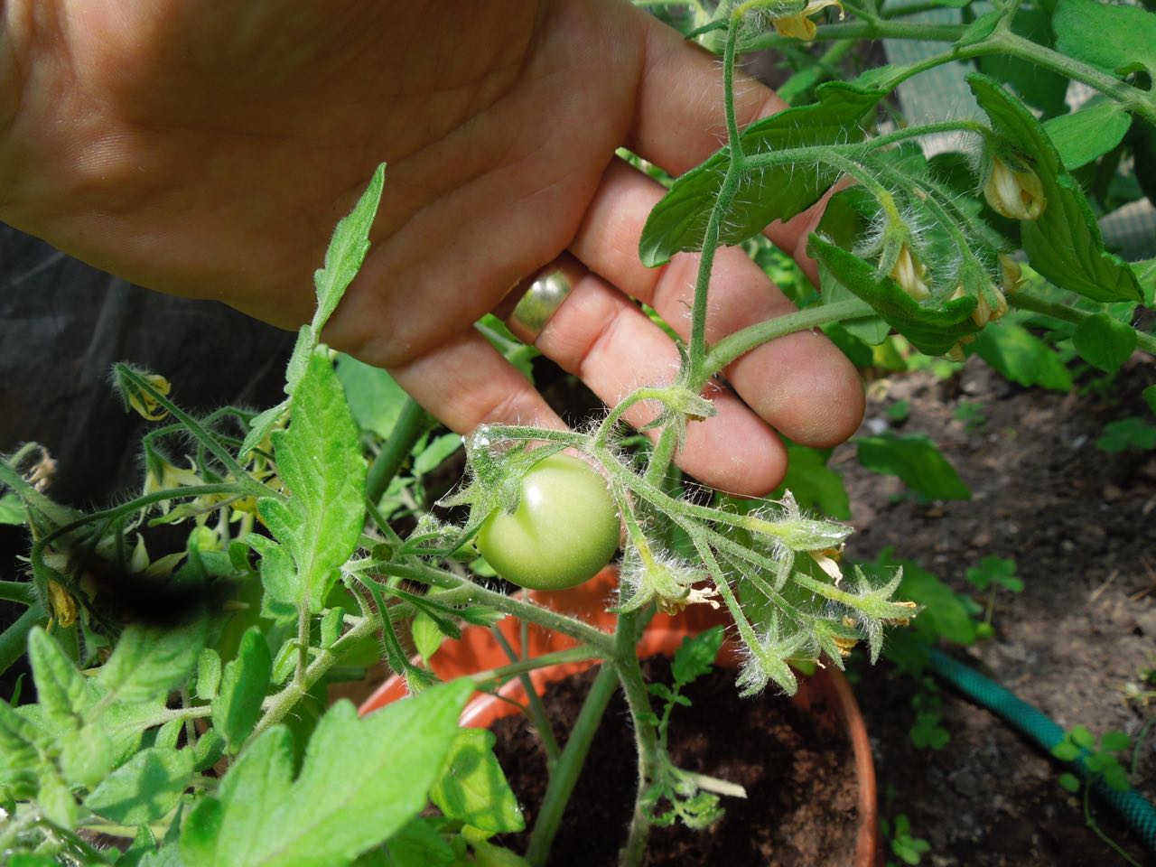 Tomato Garden Pearl (Gartenperle) MyVegPatch