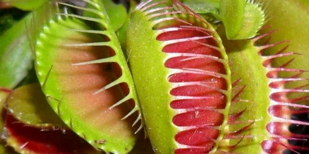Why do the leaves of my Venus Flytrap not look like they do in the