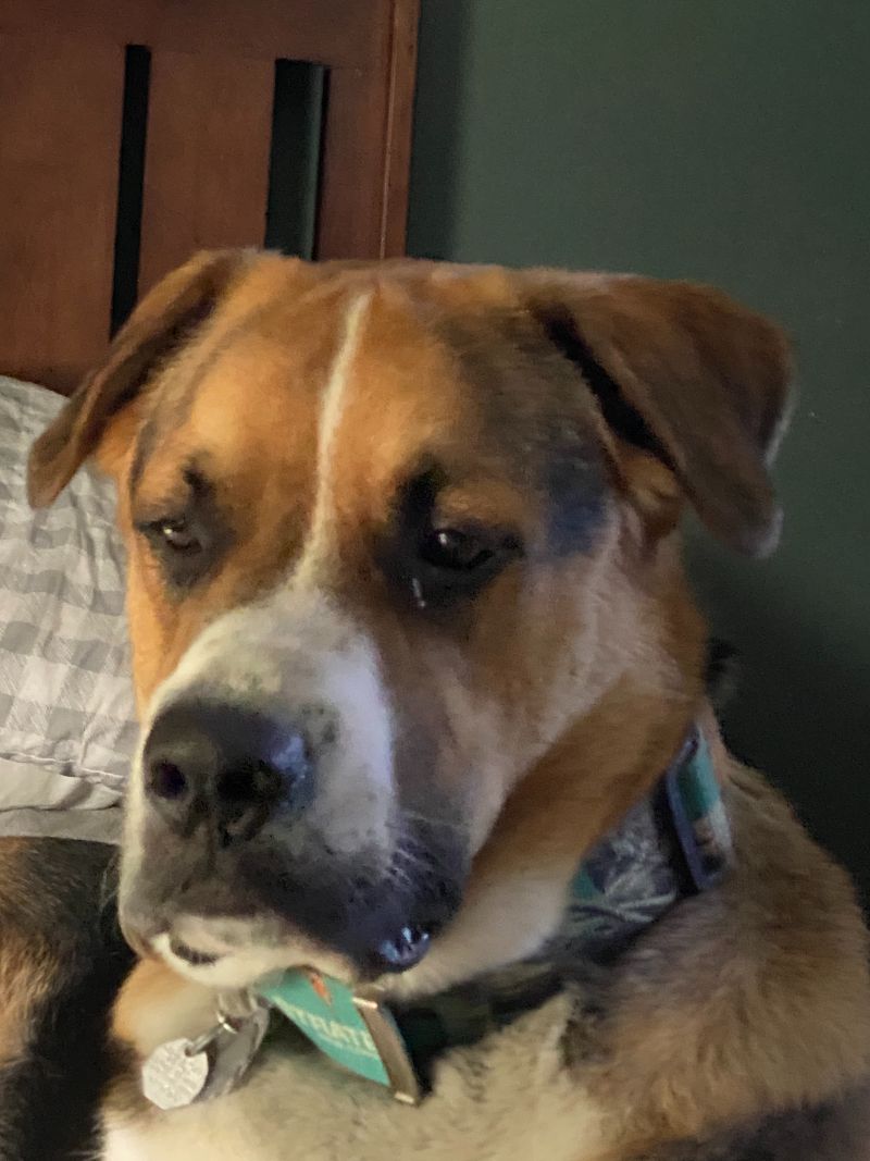 Pet Euthanasia Guidance and Services Eureka, MO My Vet Animal.