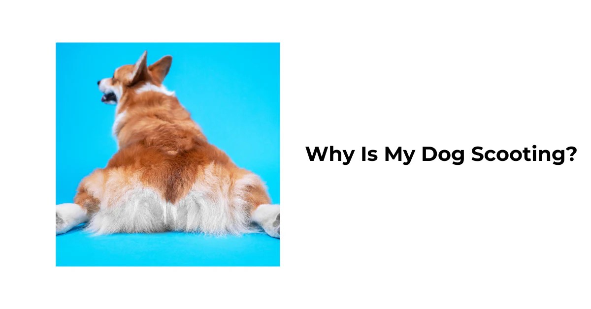Why Is My Dog Scooting? Waggle