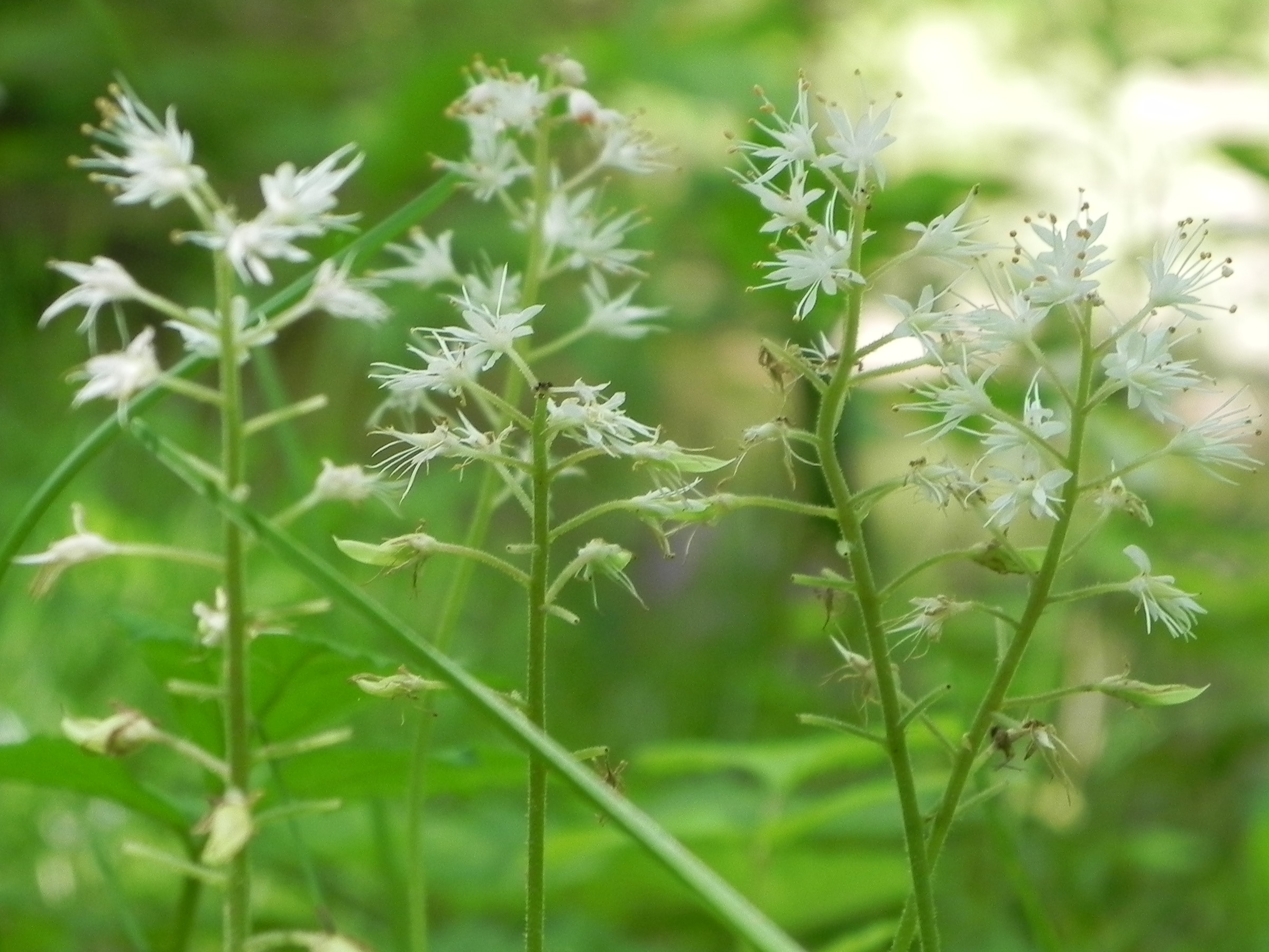 Wildflower Foam Flower (Tiarella cordifolia), ButlerFreeport Trail