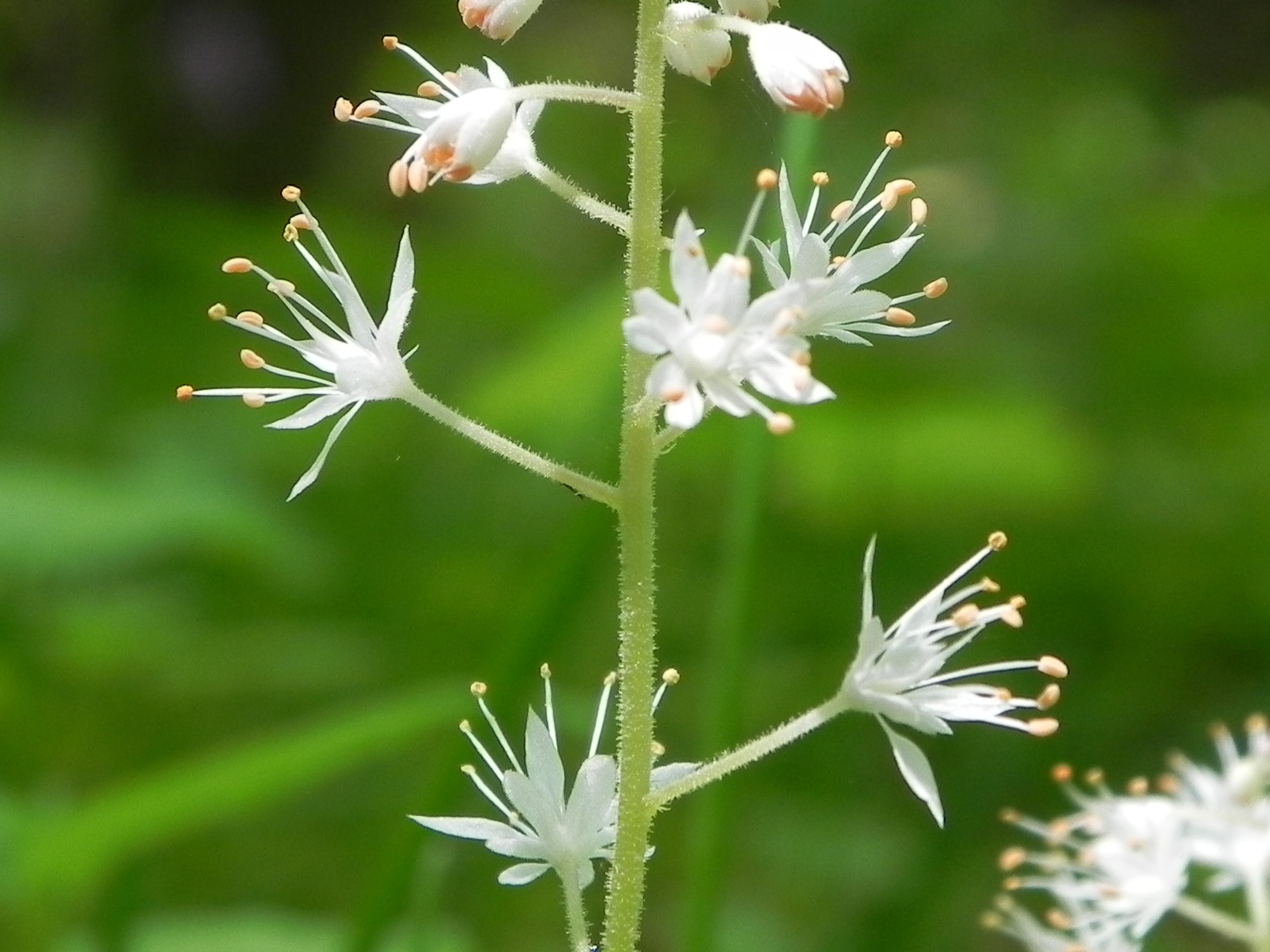 Wildflower Foam Flower (Tiarella cordifolia), ButlerFreeport Trail