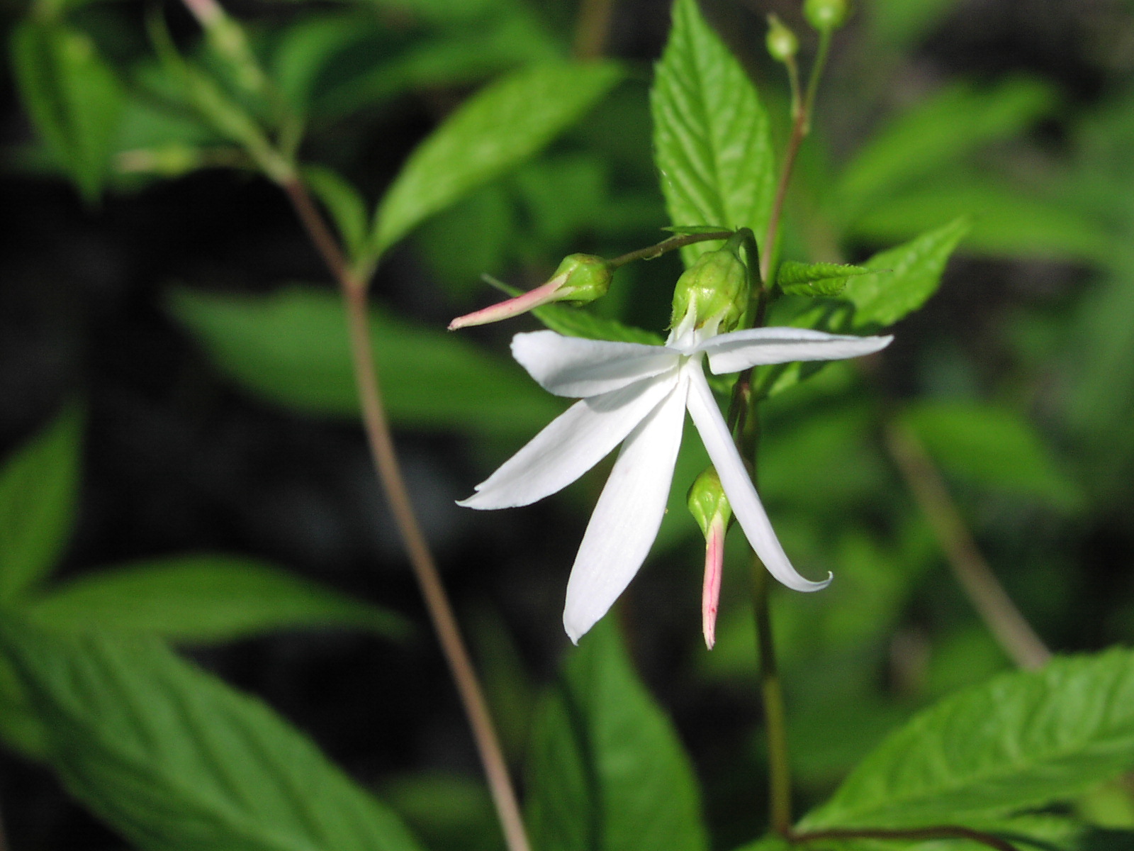 Wildflower Bowman's Root (Gillenia trifoliata), Allegheny River Trail