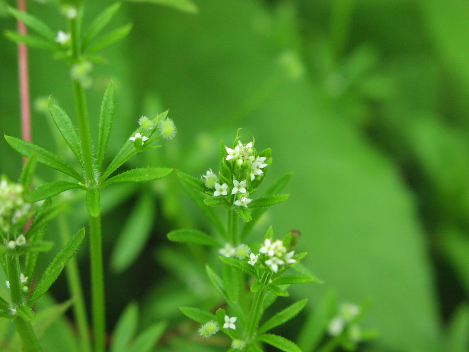 Wildflower Cleavers (Galium Aparine), Allegheny River Trail