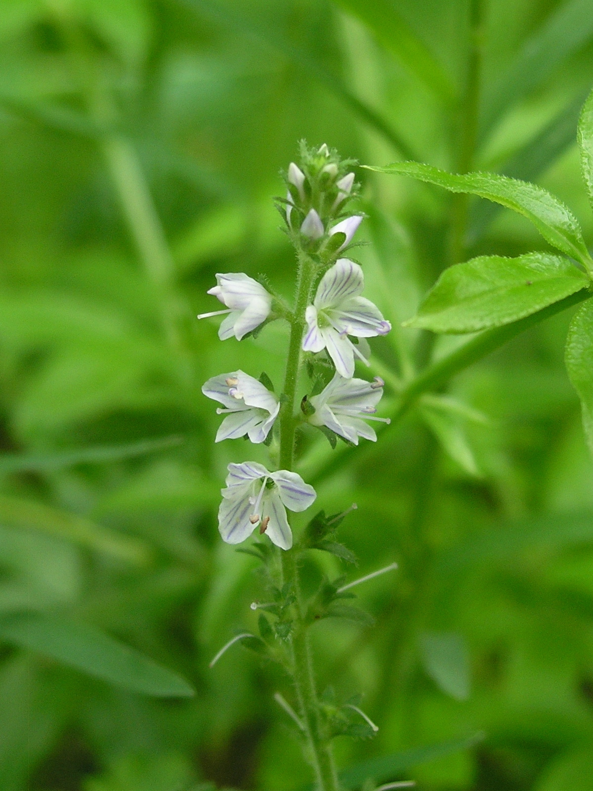 Wildflower Common Speedwell (Veronica officinalis), Allegheny River Trail