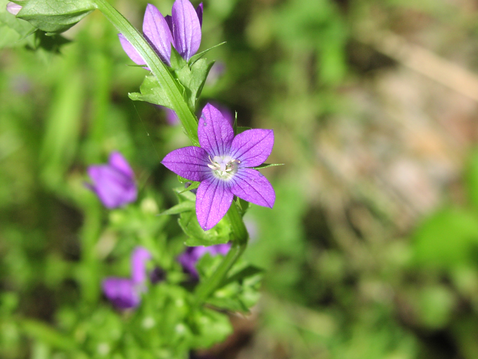Wildflower Venus LookingGlass (Specularia perfoliata), Mon River Trail