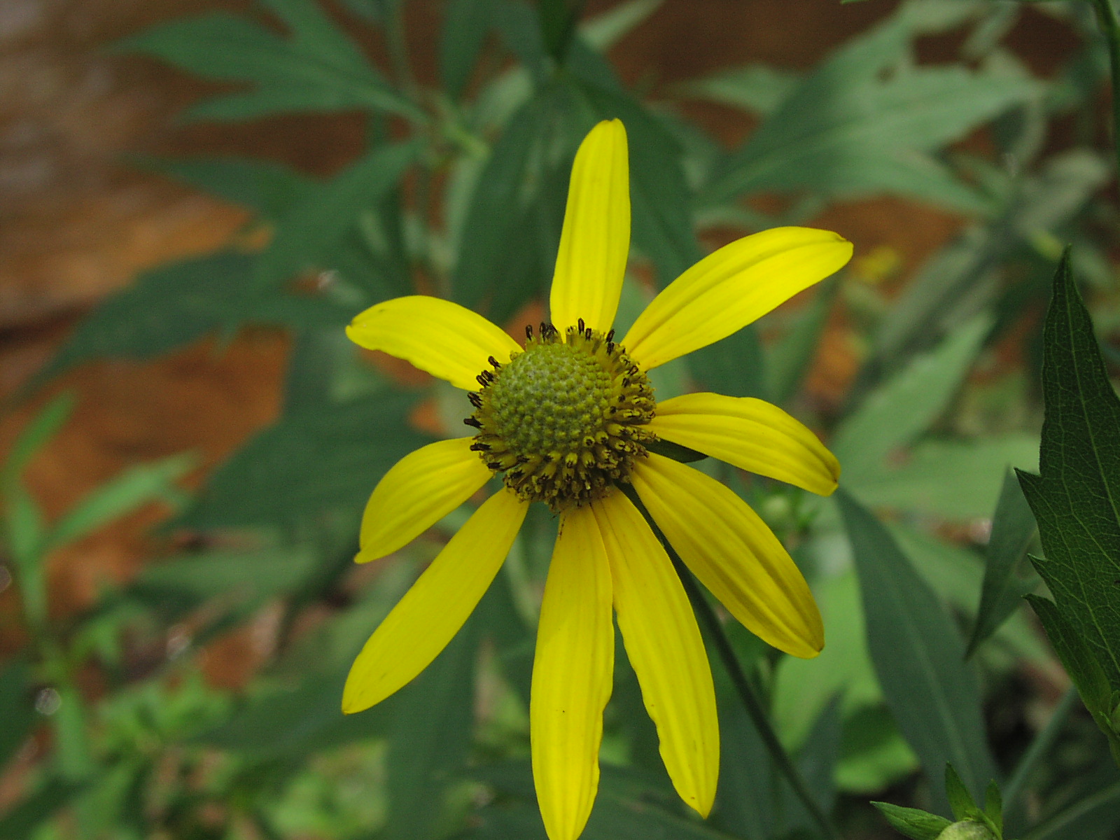 Wildflower Tall Coneflower (Rudbeckia laciniata), Montour Trail