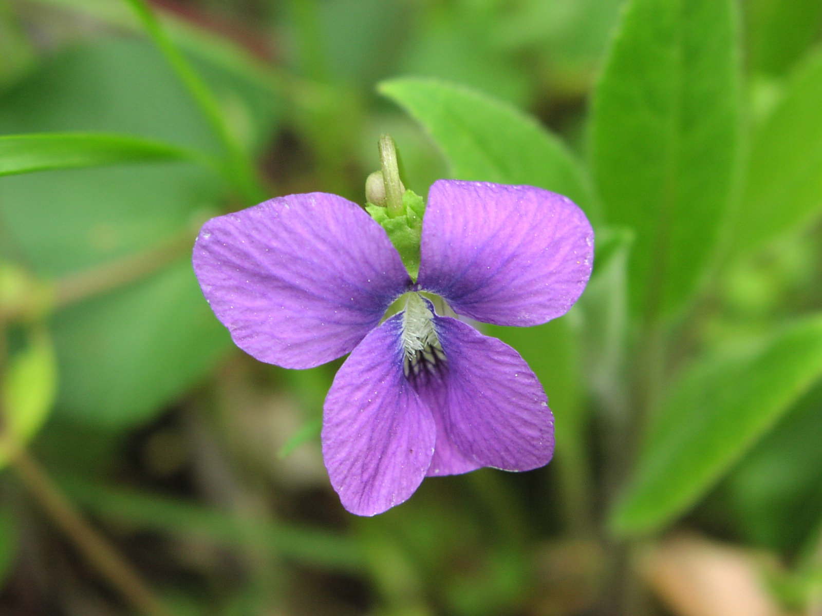 Wildflower Common Blue Violet (Viola papilionacea), Montour Trail