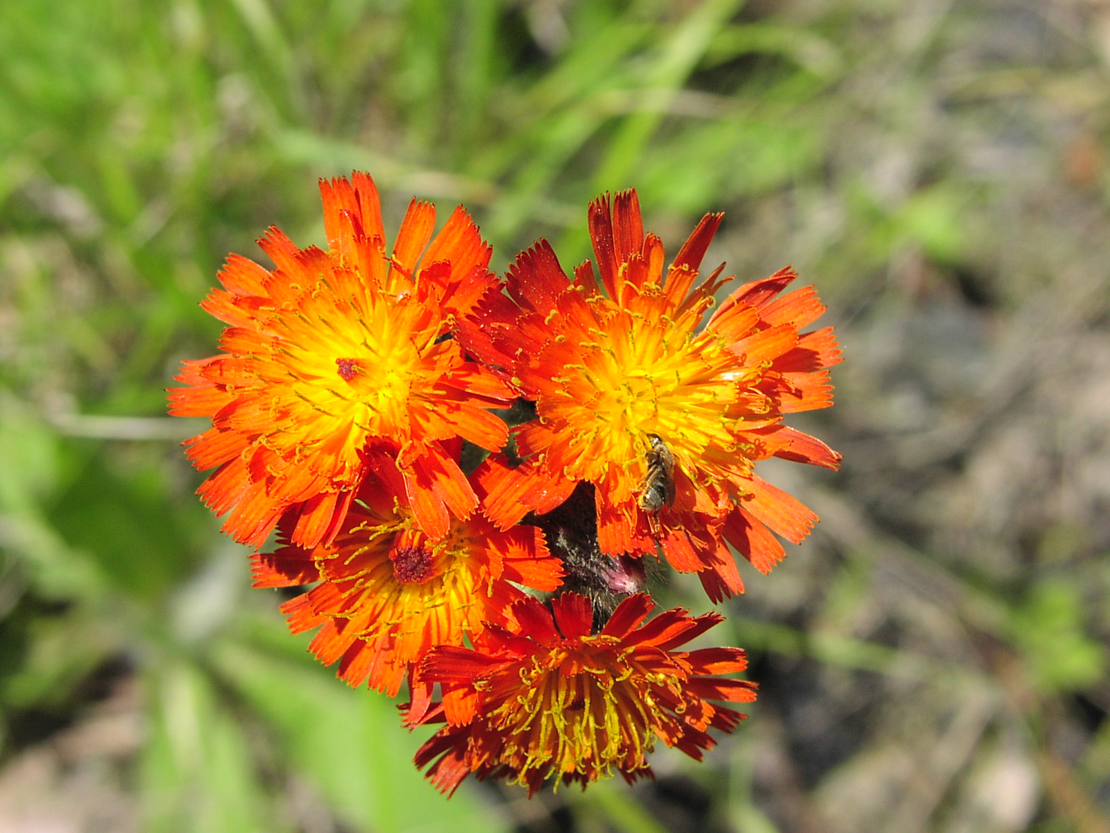 Wildflower Orange Hawkweed (Hieracium aurantiacum), Montour Trail