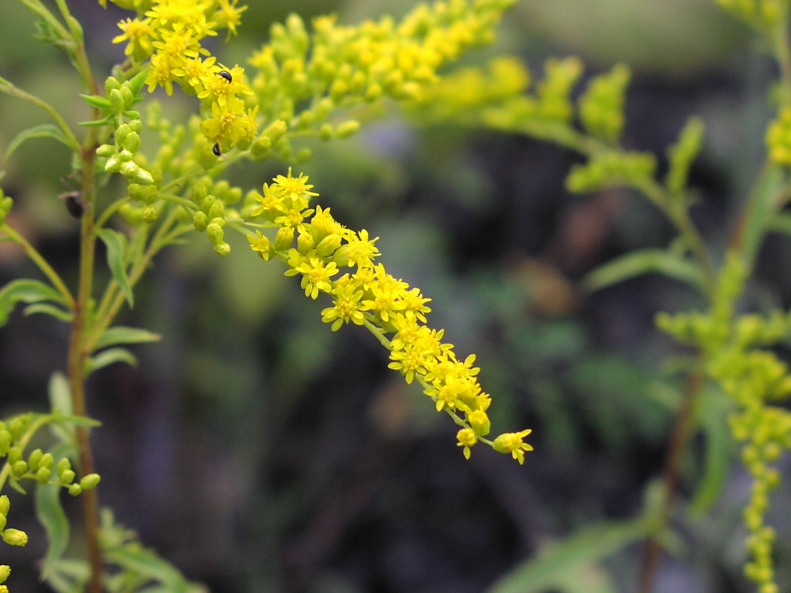 Wildflower Sweet Goldenrod (Solidago odora), Montour Trail