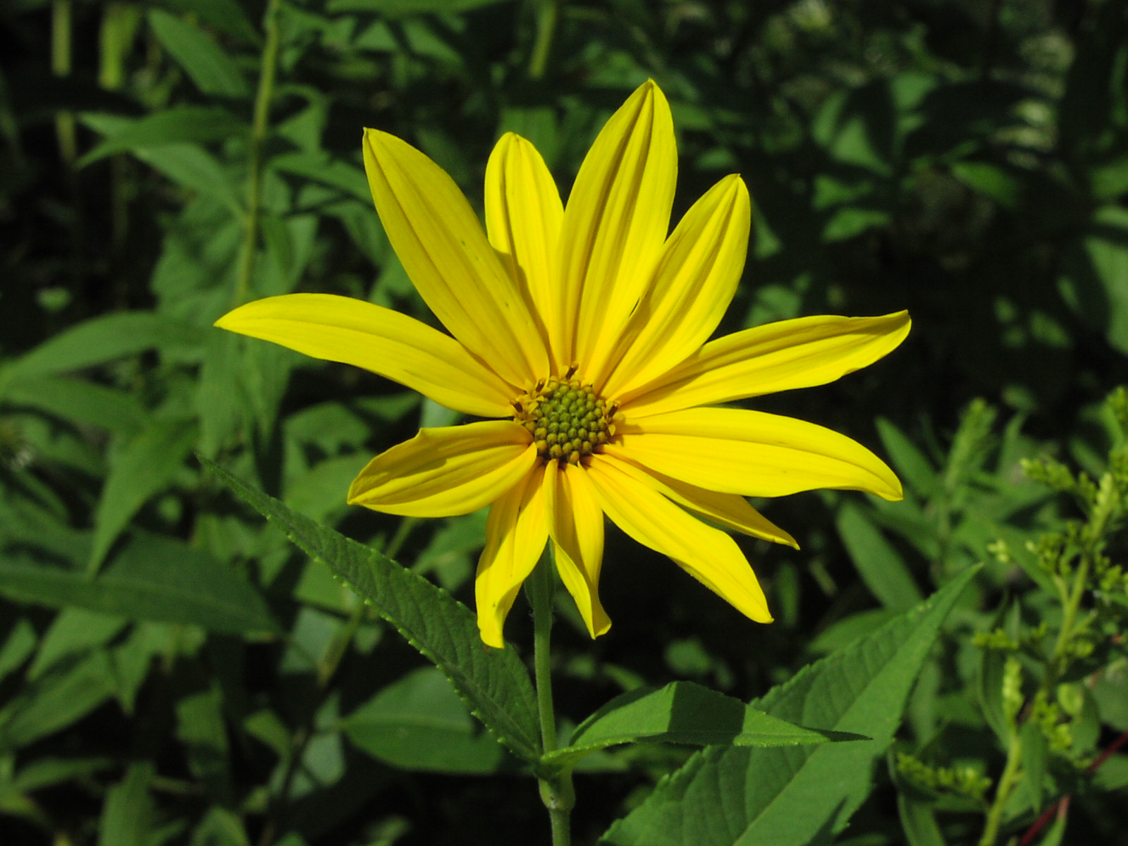 Wildflower Woodland Sunflower (Helianthus divaricatus), Montour Trail