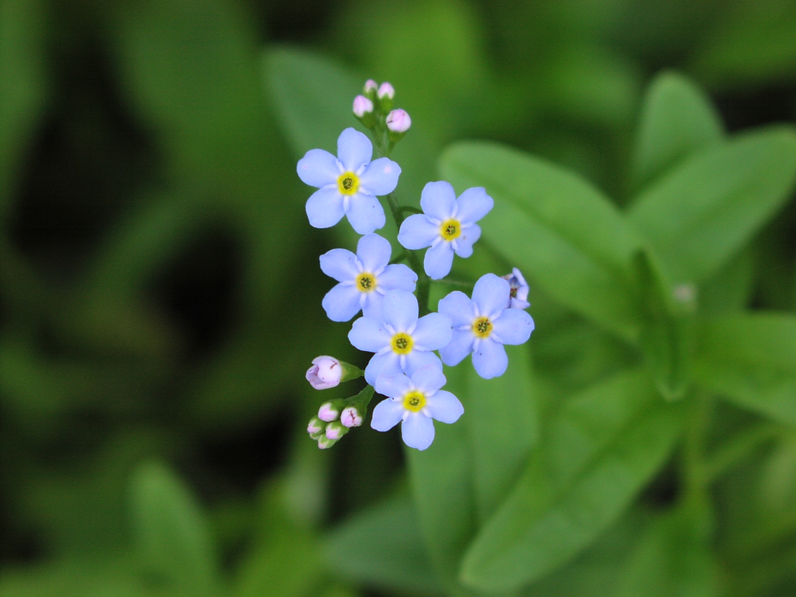 Wildflower True (Myosotis scorpioides), Oil Creek Trail