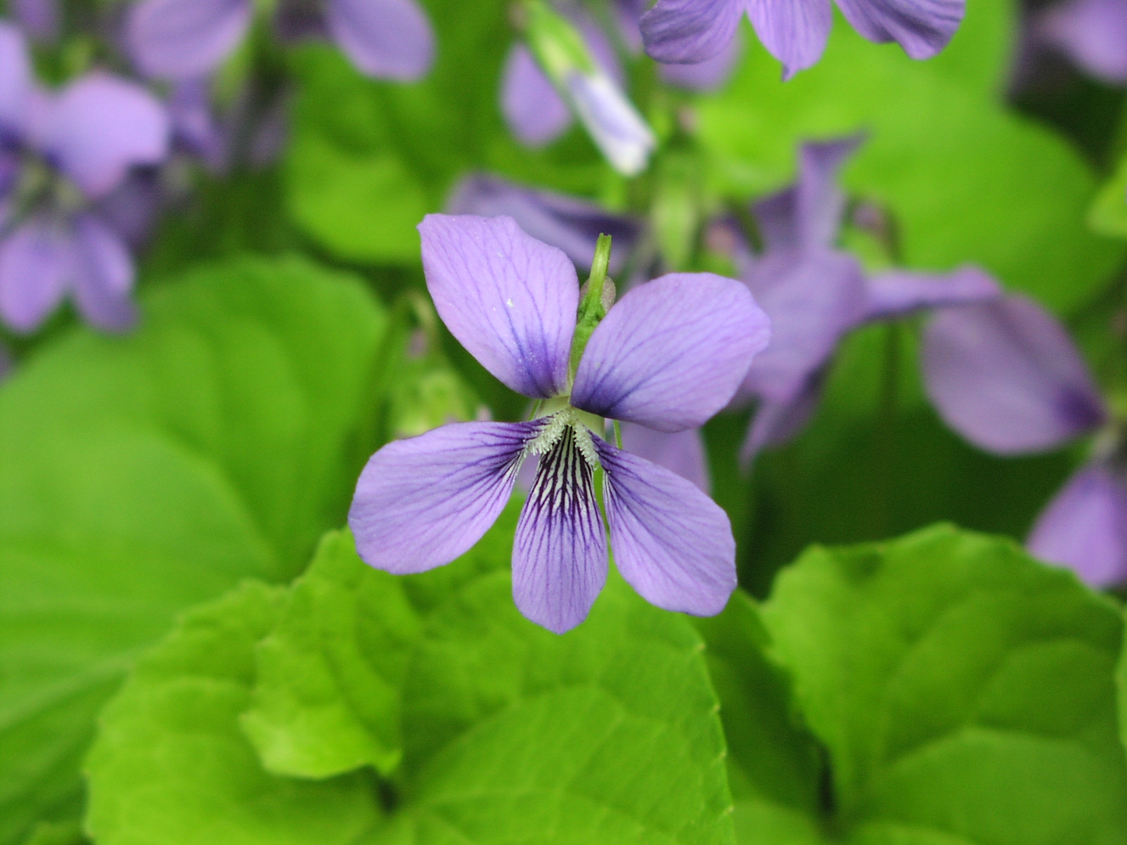 Wildflower Marsh Blue Violet (Viola cucullata), Sandy Creek Trail