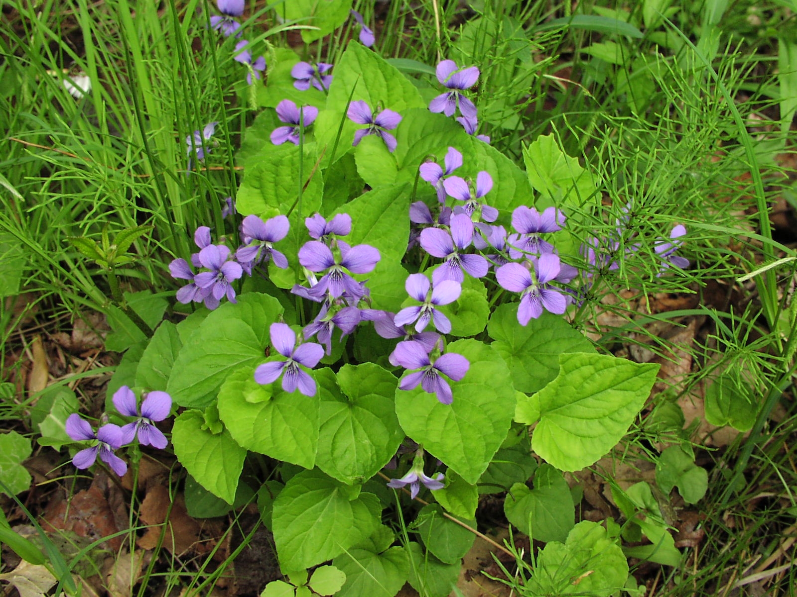 Wildflower Marsh Blue Violet (Viola cucullata), Sandy Creek Trail
