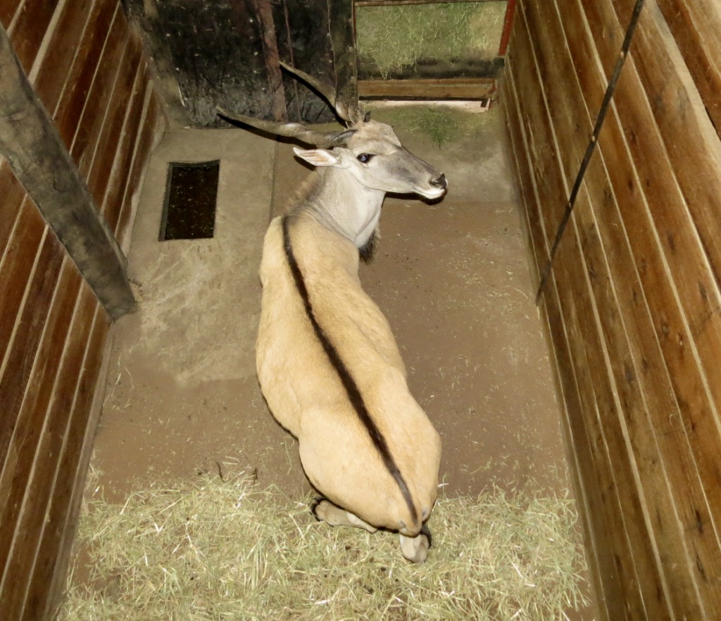 Eland Hunting Bulls on Boma MWSA090 My Wildlife SA