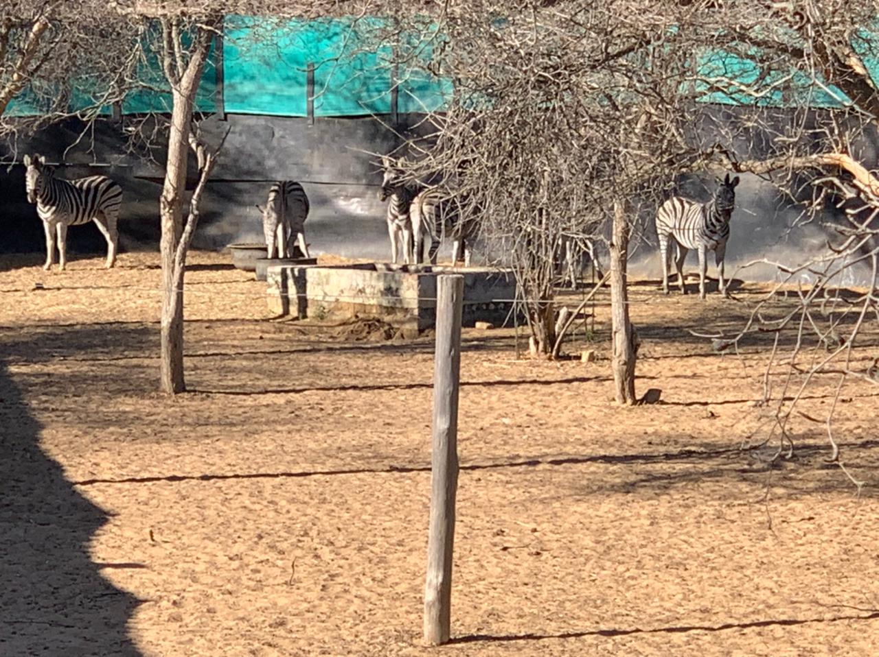 Zebra For Sale My Wildlife SA