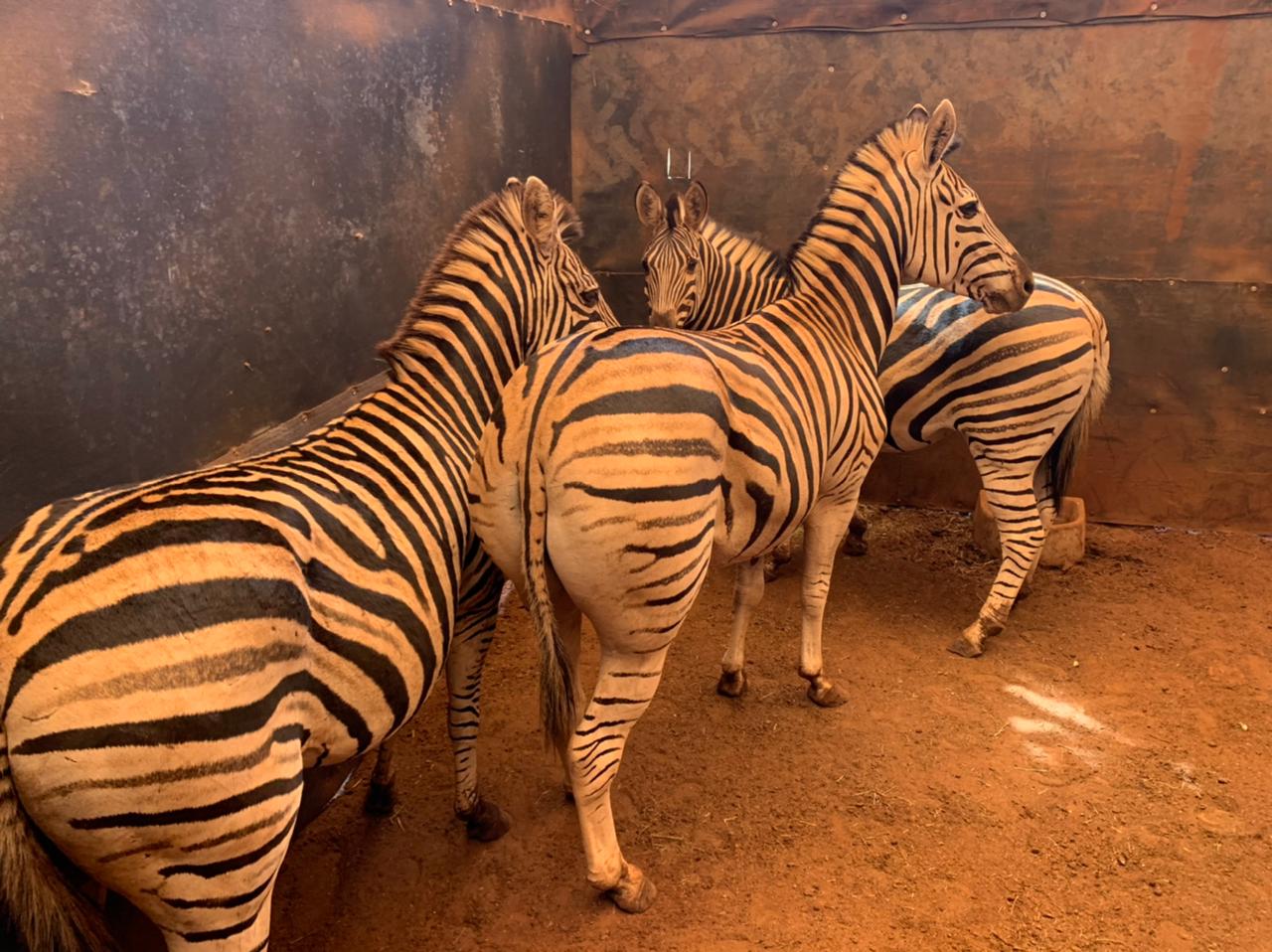 Burchell’s Zebra for Sale My Wildlife SA